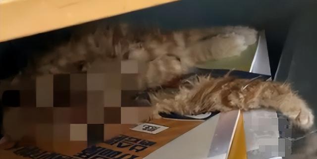 铜陵职院教室死猫：是人为还是意外？，铜陵职业技术学院教室死猫事件全解析