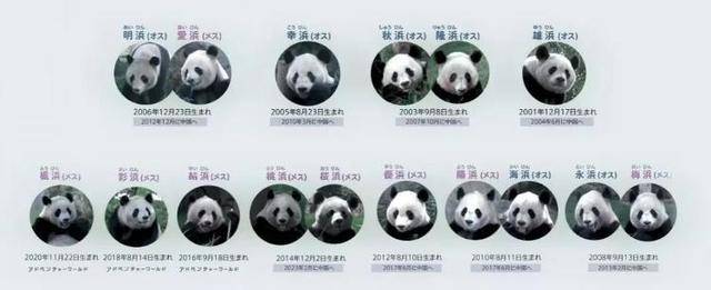 沉痛悼念：大熊猫“永明”于2025年1月25日永远离去