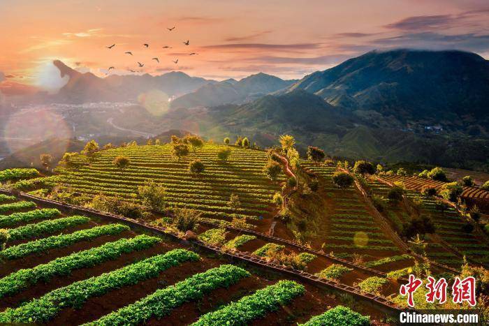 56岁种植大户的太子参现代种植法，宁德柘荣太子参产业：传统与现代的交融