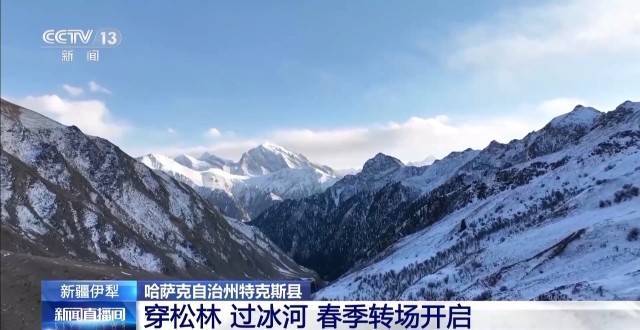 新疆伊犁特克斯县11.7万只牲畜春季转场：牧民的艰辛迁徙路，特克斯县牲畜转场：跨越达坂，穿林过河的艰苦之旅