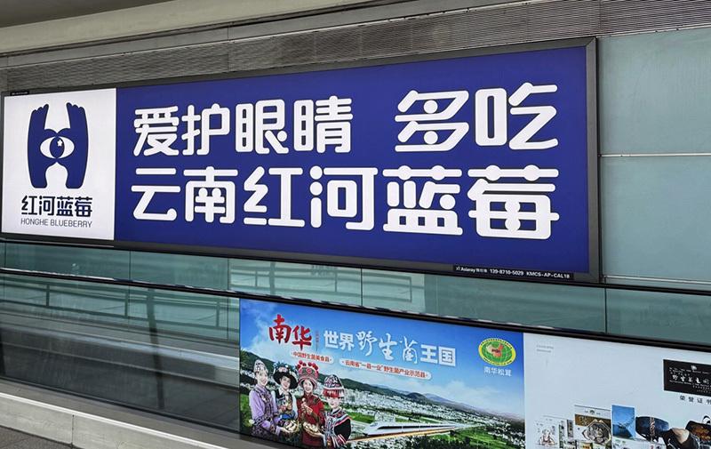 2025云南弥勒蓝莓大会：红河蓝莓新征程，红河蓝莓大会：产业升级与品牌塑造