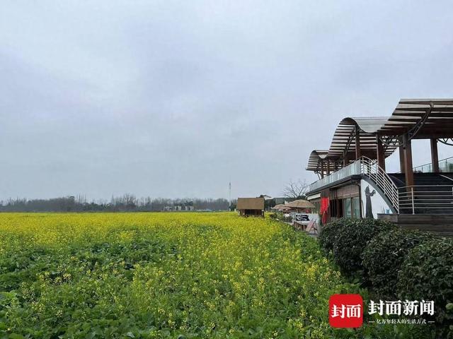 崇州五星村油菜早开，你知道原因吗？，成都崇州油菜早开花现象全解析