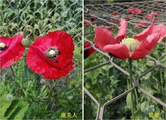 “恶之花”罂粟危害大，种植一株也犯法！，揭开罂粟真面目，教你分辨与它相似的植物