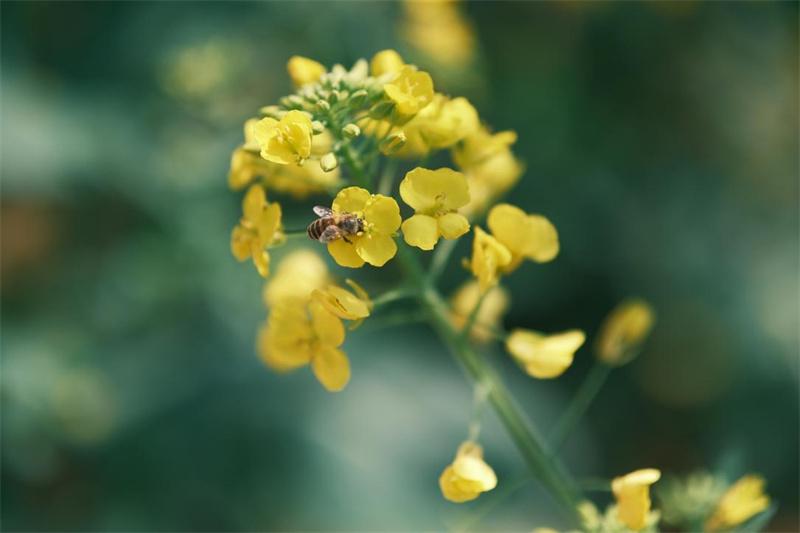 大泽湖：春天打翻颜料罐，油菜花海美如画 大泽湖油菜花开，奏响春天的金色乐章