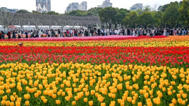 静安花朝节高光来袭，百万郁金香开启春日狂欢！