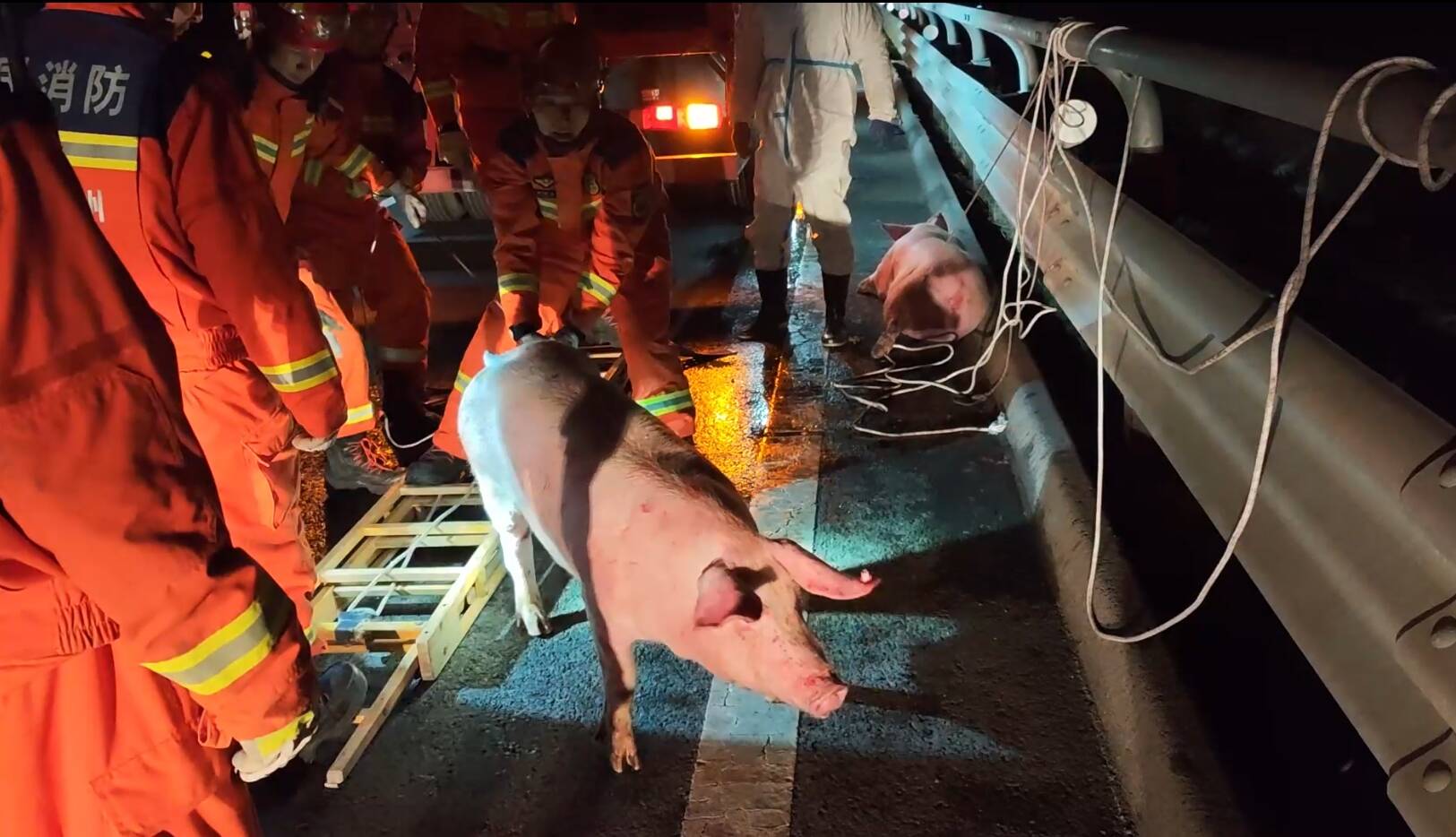 荣乌高速生猪“越狱”，滨州消防成功化解交通隐患，滨州高速生猪“出逃”，消防近40分钟救援使其“归栏”