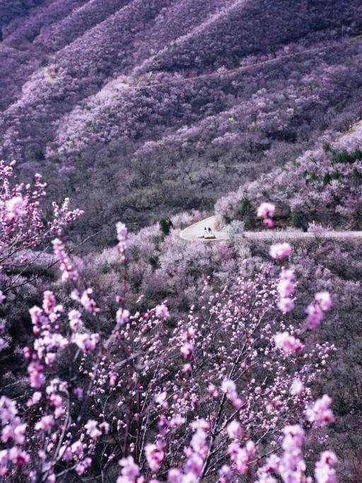 5. 北京春日打卡指南：花景与国潮的双重诱惑