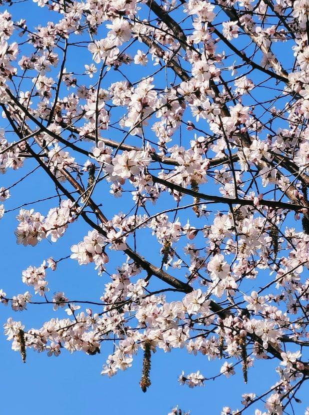 春花闹京城，北京春日美景惊艳登场，气温回升，北京春花绽放奏响春之序曲