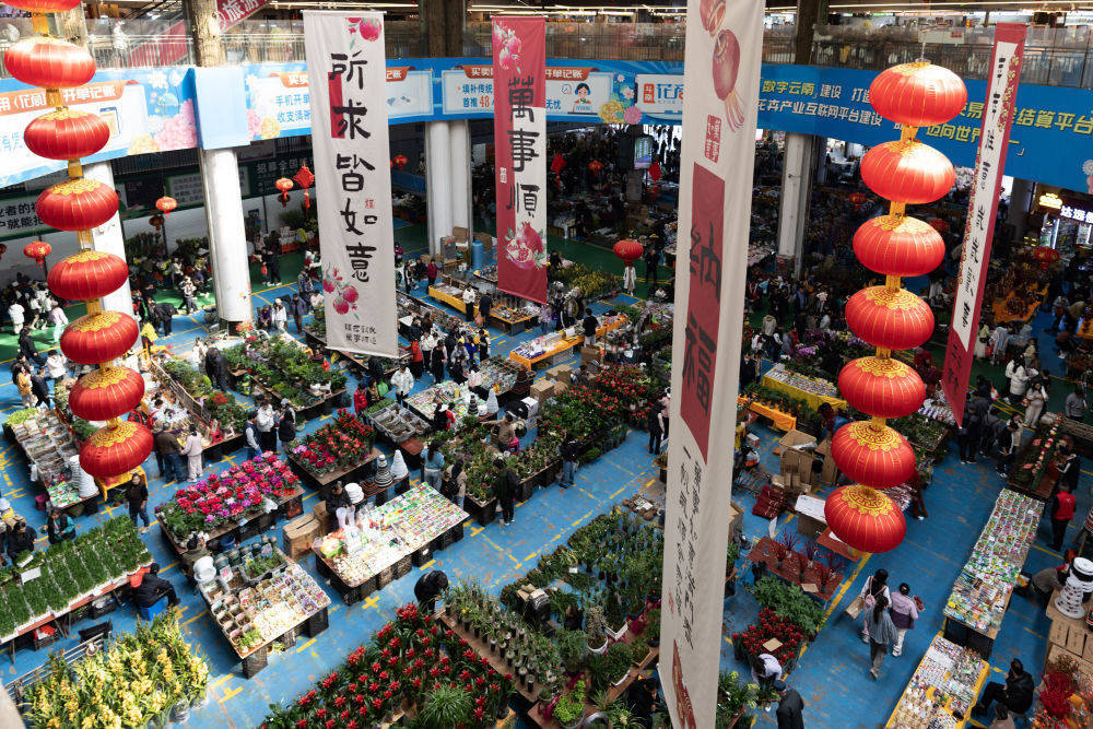 云南花卉：40 多年奋进，绽放在世界舞台，云南鲜花：从田间到奥运，芬芳飘向全球