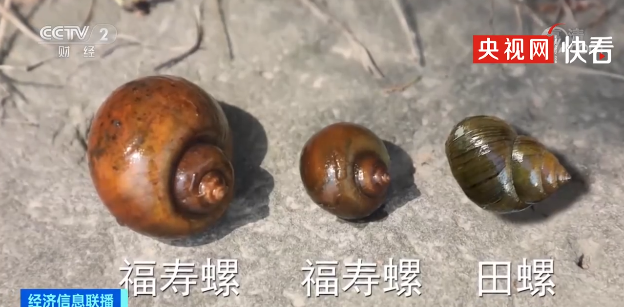 吃螺蛳的学问：避坑指南与美味攻略