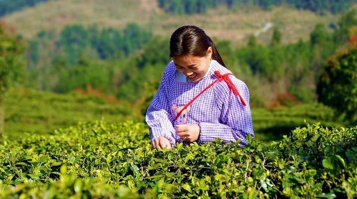 思南春茶产业蓬勃发展，“金山”之路越走越宽 明前茶贵如金，思南春茶采摘火热进行中