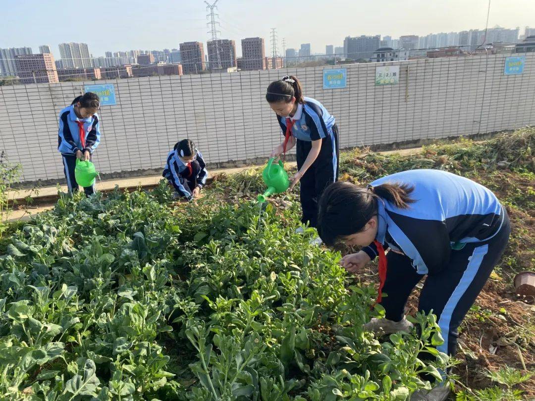 植树节里麻涌师生齐上阵，共筑绿美新家园，阳春植树正当时，麻涌师生为大地披绿装