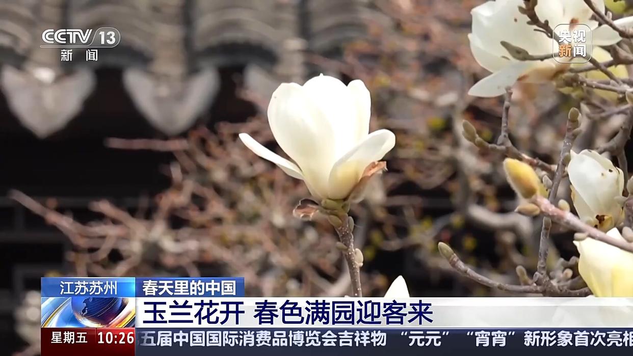 春游热潮：苏州玉兰与四川七彩油菜的魅力 春游正当时，苏州玉兰和四川七彩油菜等你来赏