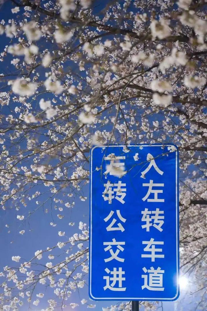 别只盯着日本樱花啦，嘉兴雅迪工厂樱景绝了！