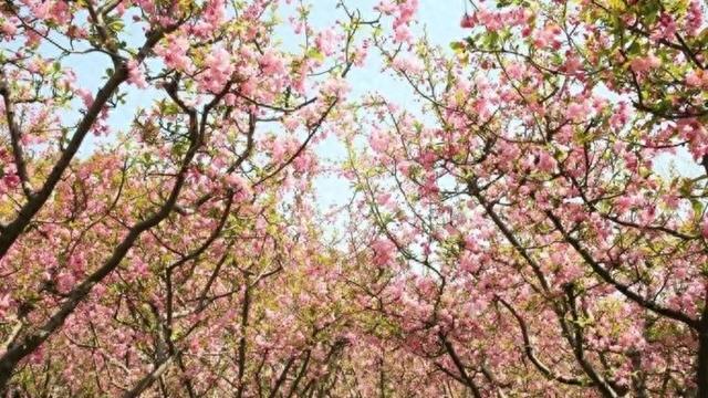 漫步黄兴公园，邂逅海棠文化节的璀璨魅力 黄兴公园海棠文化节盛大启幕，解锁春日浪漫新玩法