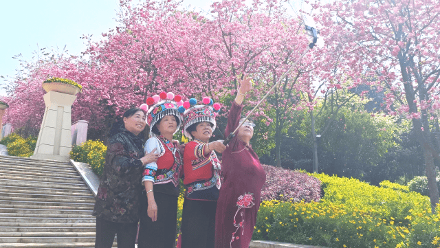 玉溪市红塔山：樱花绽放，开启春日浪漫之旅，红塔山的春天：樱花烂漫，邂逅别样浪漫