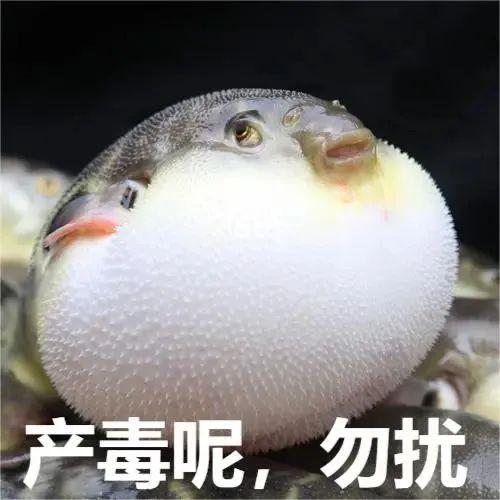 常州夫妻食用河豚引发中毒，如何预防看这里 河豚之毒：常州老年夫妻误食河豚险丧命