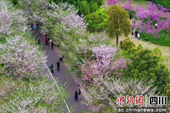 眉山东坡区文创园樱花盛开，开启春日浪漫之旅