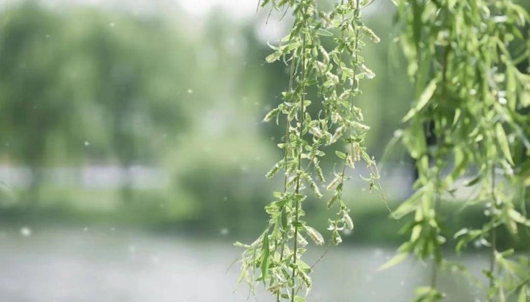 春季过敏季来袭，你准备好了吗？ 春季花粉过敏高发，如何有效预防？