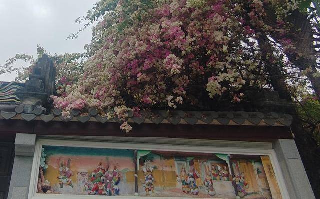 深圳园博园春日盛景，观光车带你邂逅花海！