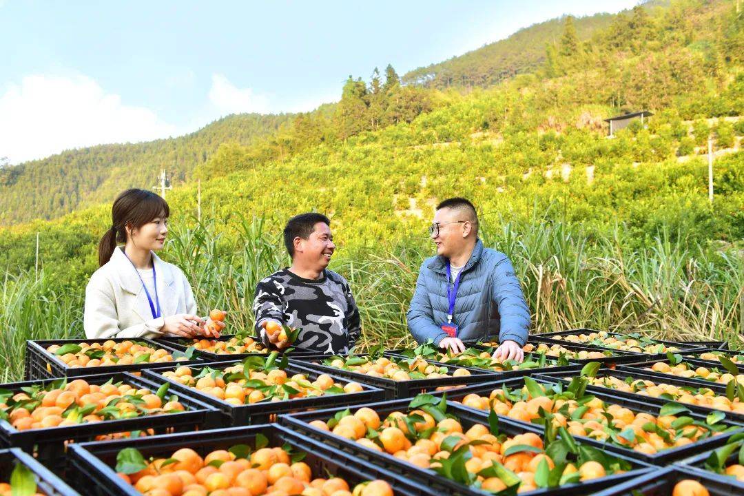 福建多市纪委监委行动，守护乡村振兴之路，纪检监察全方位监督，推动福建乡村振兴新跨越