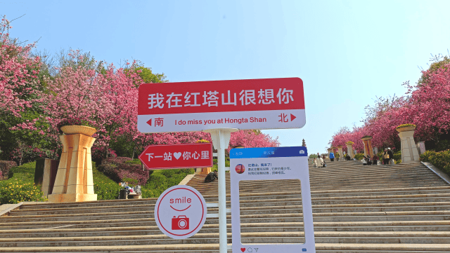 玉溪市红塔山：樱花绽放，开启春日浪漫之旅，红塔山的春天：樱花烂漫，邂逅别样浪漫
