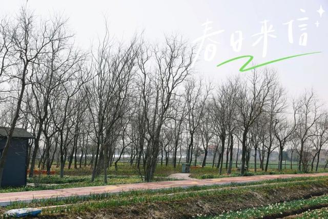 春日邂逅！崇明水仙湾的梦幻之旅 春游首选！崇明水仙湾的宝藏玩法大揭秘