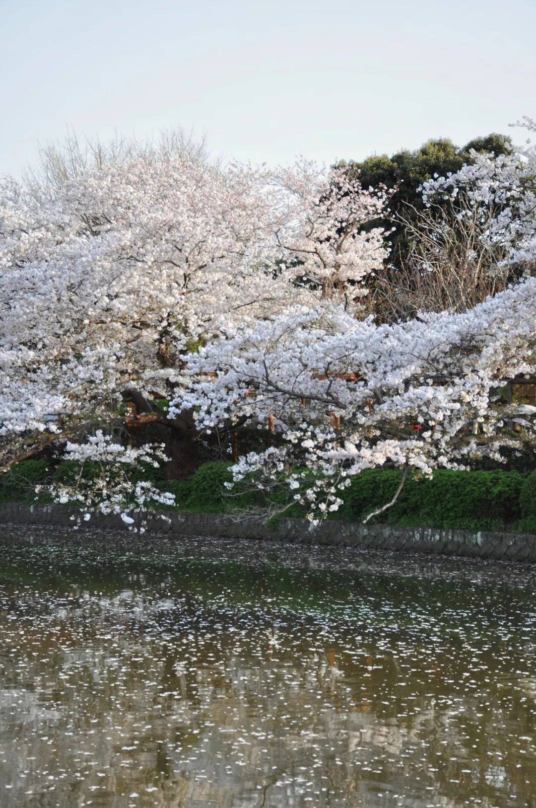 赴武汉东湖之约，沉醉樱花浪漫