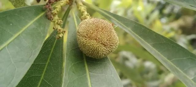 云南特早熟杨梅“打飞的”到宁波，价格虽高却供不应求