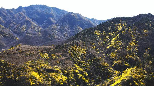 卢氏连翘花海：“致富花”绽出乡村振兴新画卷
