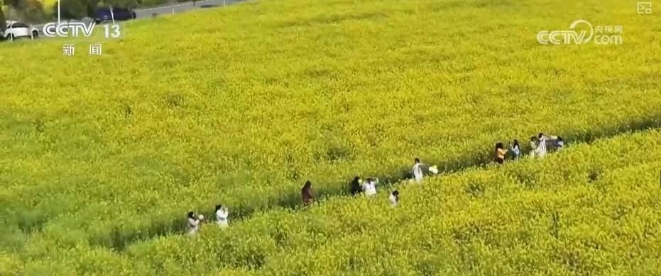 枣阳35万亩桃花绽放，桃经济助力乡村振兴