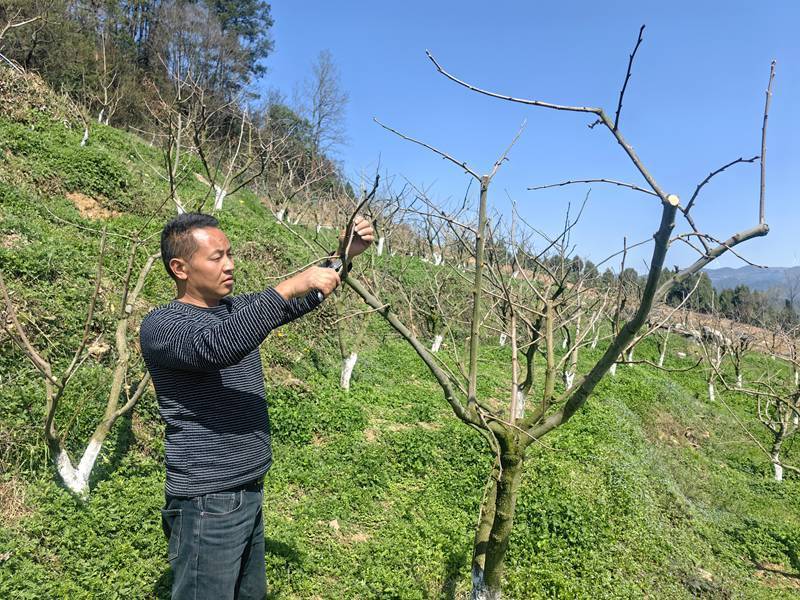花桥镇多产业齐发力，为乡村振兴注入强劲动能，铜仁石阡花桥镇：特色农产绘就乡村振兴新画卷