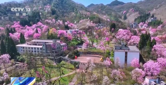 春日赏花季，“花经济”助力乡村与城市共繁荣