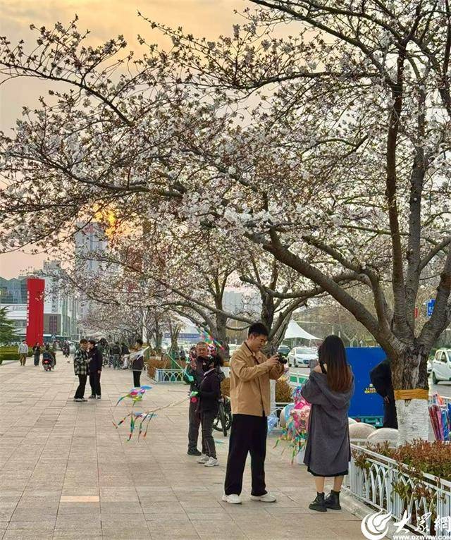 大众拍客带你领略潍坊别样之美 潍坊樱花季，大众拍客镜头下的粉色童话