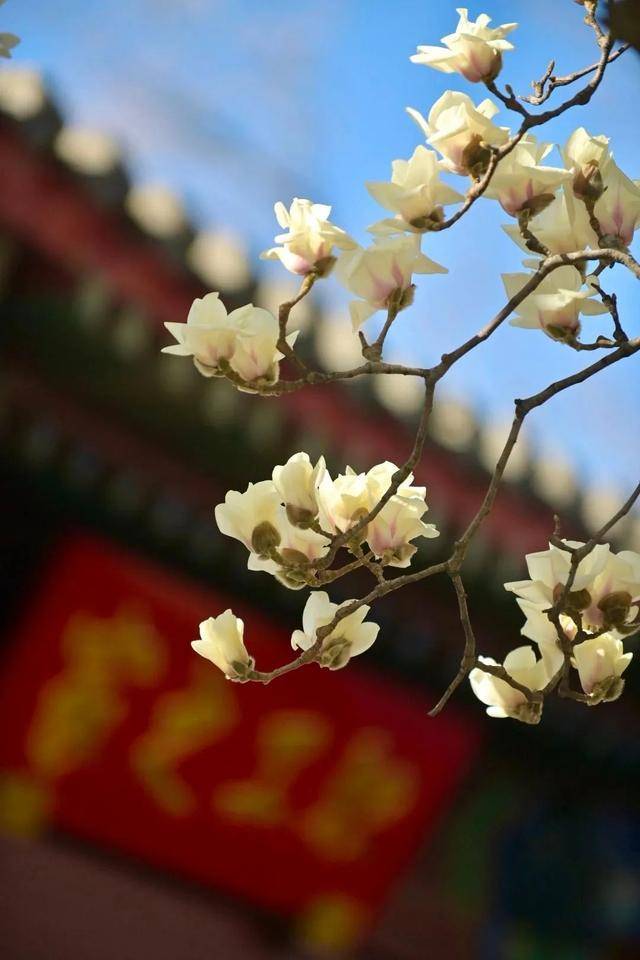 5. 北京春日打卡指南：花景与国潮的双重诱惑