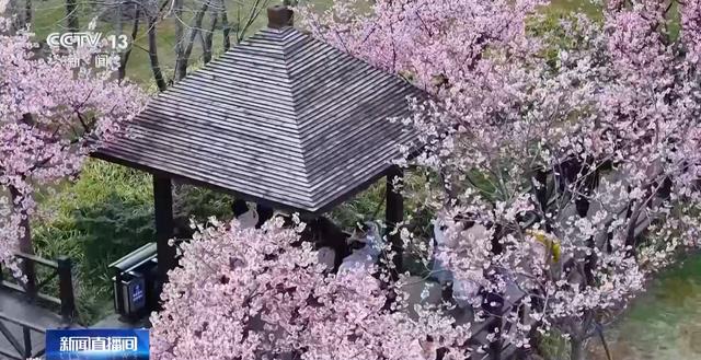 春日赏花季，“花经济”助力乡村与城市共繁荣