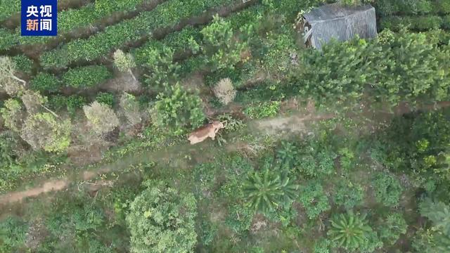 “阿宝”：我国救助象放归野外近十月的生存奇迹，救助象“阿宝”融入野生环境，我国亚洲象保护新成果