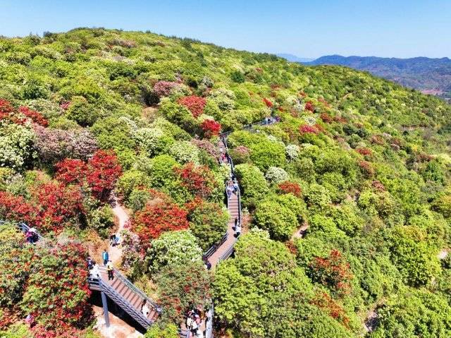 赏东山杜鹃花海，品彝家特色风情——2025文化旅游消费推广周启幕 曲靖麒麟东山万亩杜鹃文化旅游周，邀您开启春日浪漫之旅