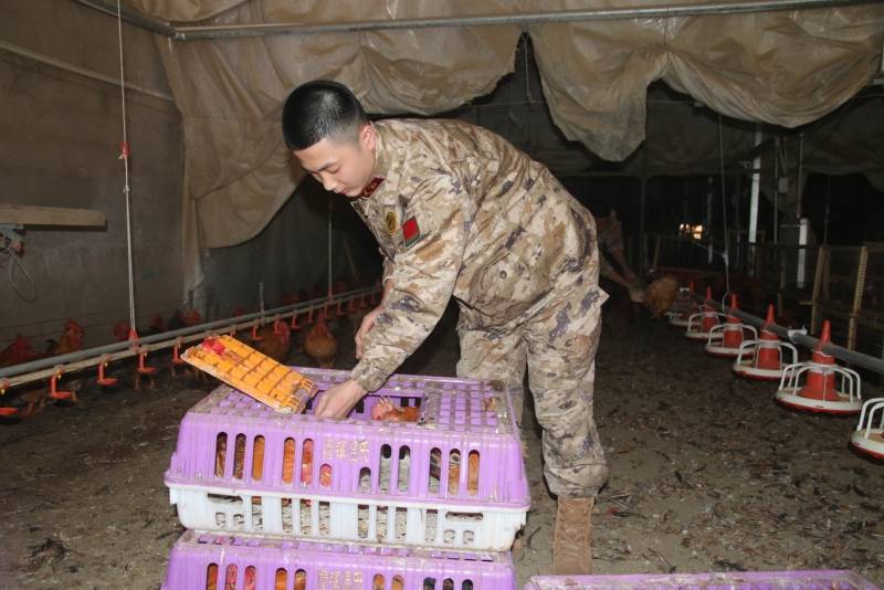 从产业空白到“鸡”遇无限，朝阳村的逆袭之路，朝阳村：小肉鸡撑起大产业，人武部帮扶显成效