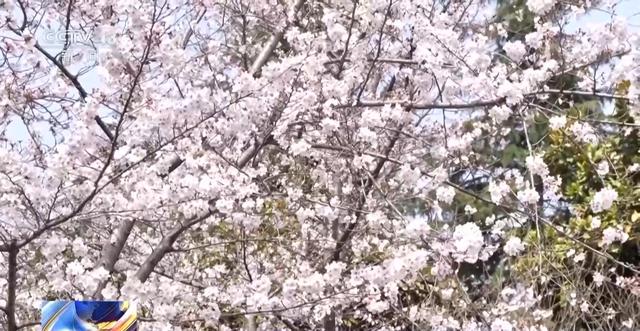 春日赏花季，“花经济”助力乡村与城市共繁荣