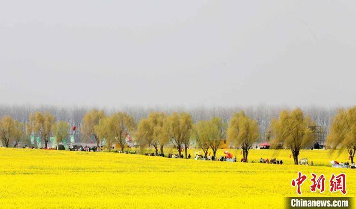 江西彭泽棉船镇：油菜花铺就春日“黄金盛景” 踏春彭泽棉船镇，油菜花里邂逅惬意春光与经济活力