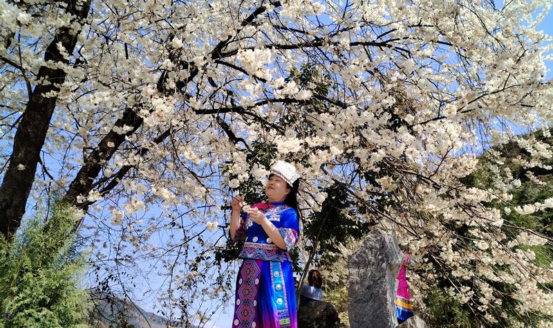 沙子街道明星村：百年樱桃花开启春日梦幻之旅