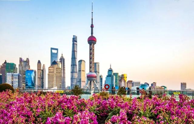 紫罗兰的邀约：上海的绚烂花海，紫罗兰盛放：上海的花海之旅