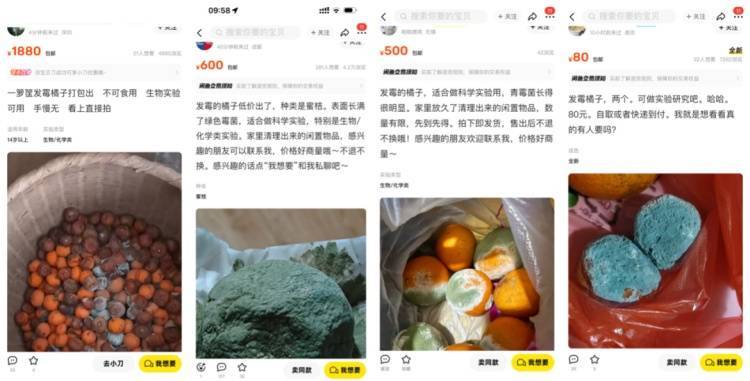 惊！女子高价售卖发霉橘子，背后真相引人深思
