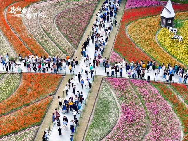 静安花朝节高光来袭，百万郁金香开启春日狂欢！