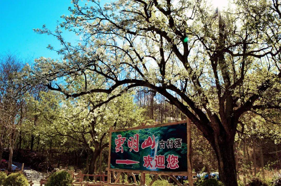 齐山樱花节开幕，开启春日浪漫赏花之旅