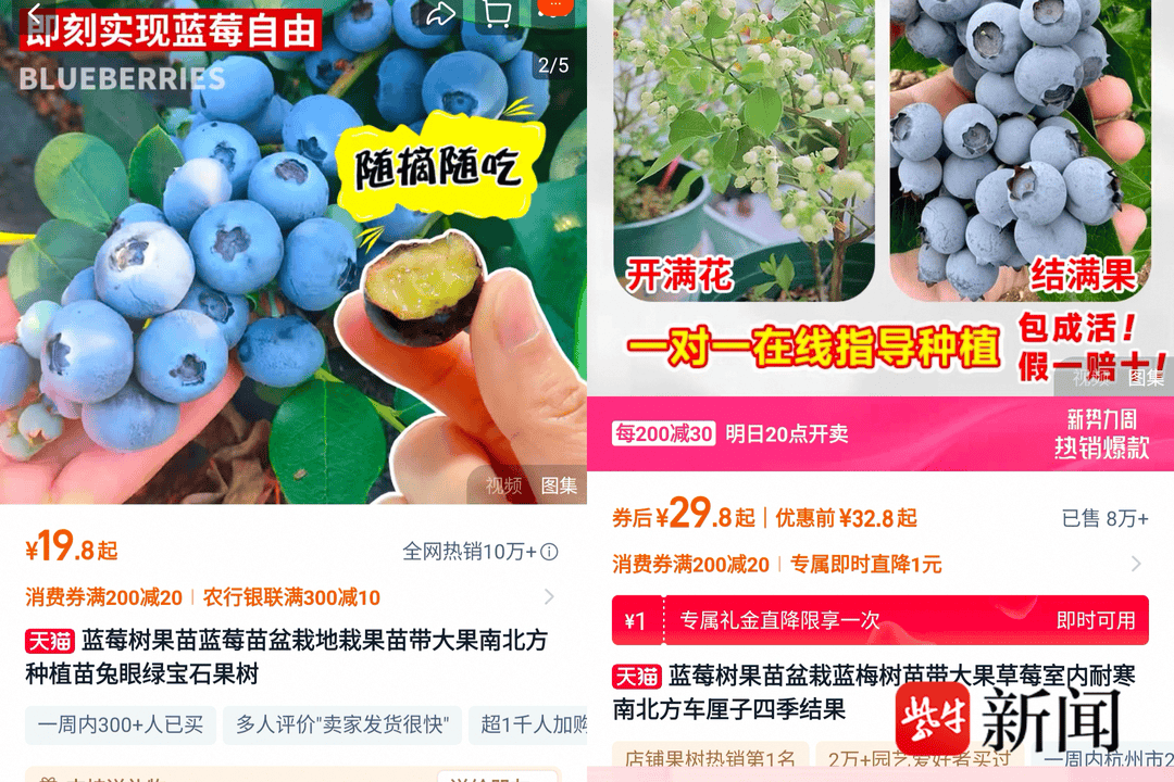 蓝莓季，年轻人用盆栽打破价格壁垒
