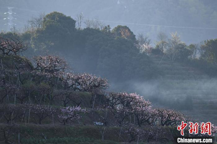 “中国水蜜桃之乡”奉化，桃花烂漫引游人，走进奉化桃园，感受桃花盛开的魅力