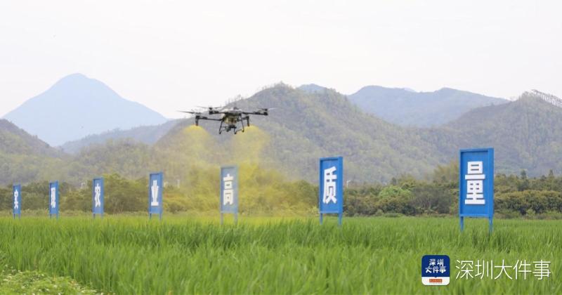 从“冬闲田”到“聚宝盆”，深汕茭白种植开启农业新篇
