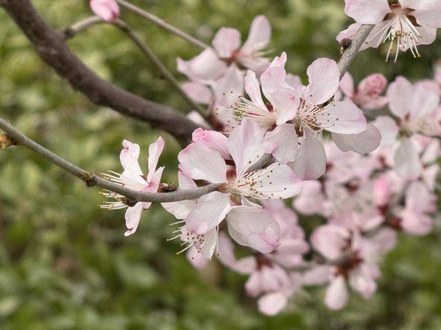 春花闹京城，北京春日美景惊艳登场，气温回升，北京春花绽放奏响春之序曲
